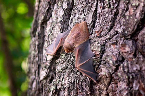 chauve-souris