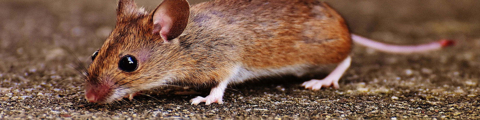 Звуки крыс и мышей слушать. Пищание мыши. Звук мыши. Писк мыши. Мышонок пищит.