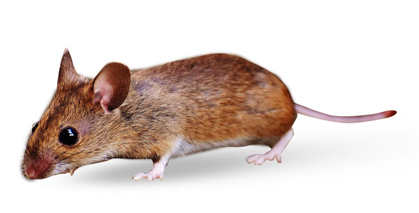 nuisipedia-souris