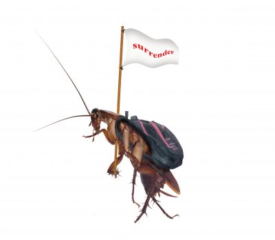 Cockroaches carry the flag, surrender, walk out of the house.In the house is a system of insect protection.bug isolated on white background