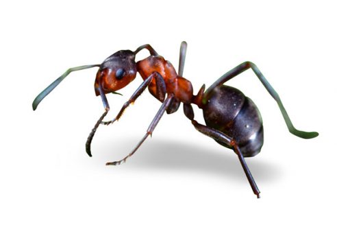 nuisipedia-fourmi