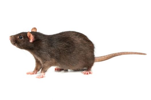 nuisipedia-rat