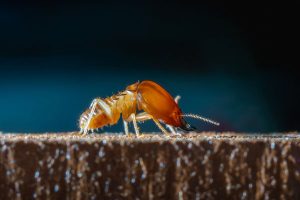 photo-services-termite